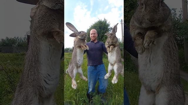 посмотри и не пожалеешь Какие кролики смотреть онлайн
