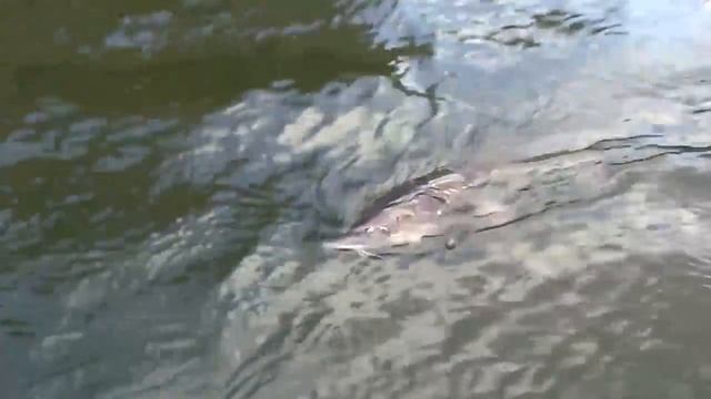 Рыбалка Осетр великан. Ловля осетра, рыбалка 2016 смотреть онлайн