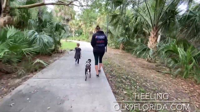 1 Year Old Xoloitzcuintli “Zsa Zsa” | Port Saint Lucie Dog Trainers| Central Florida Dog Trainers