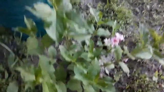 Вейгела лучший кустарник смотреть онлайн