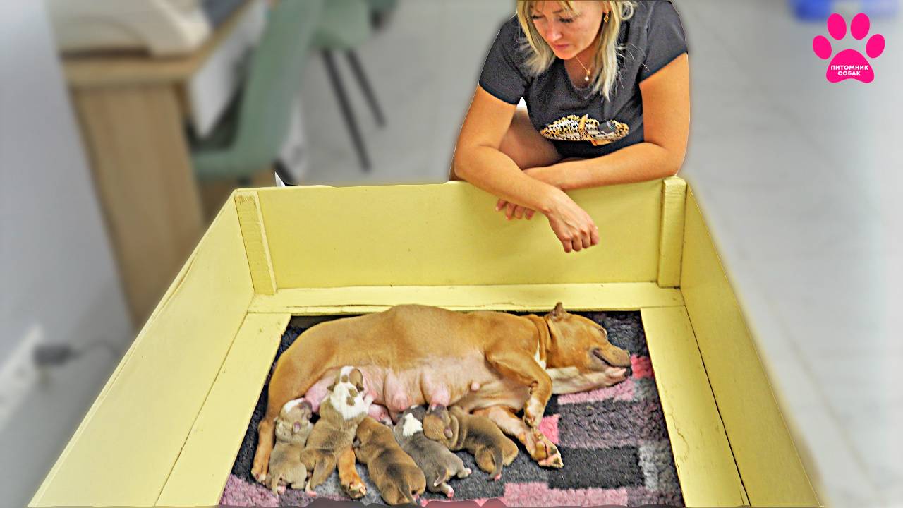 Секретный ингредиент нашего питомника! Чем мы подкармливаем щенков? смотреть онлайн