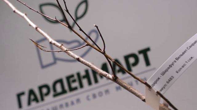 Подарок - Шарафуга Вельвет Санрайз смотреть онлайн