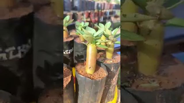 Arabicum 3month's old seedlings смотреть онлайн