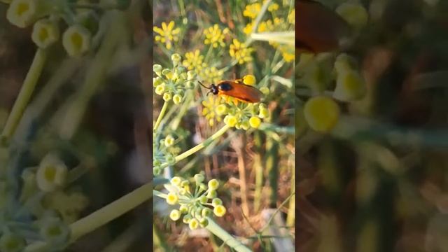 Symphita, Tenthredinidae or Argidae sp. смотреть онлайн
