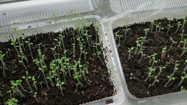 Картошка из семян смотреть онлайн