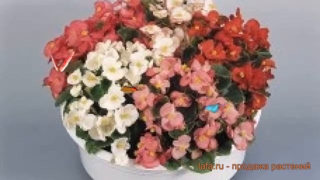 Бегония вечноцветущая Макси Микс ? бегония Макси Микс обзор: как сажать семена бегонии Макси Микс смотреть онлайн