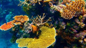 Большой Барьерный риф – это восьмое чудо света. Австралия.