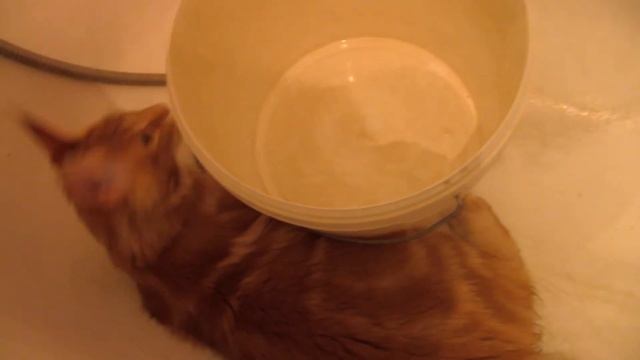 Как я мяукаю в ВАННОЙ и играю с ВЕДРОМ. Котёнок мейн-кун Семён смотреть онлайн