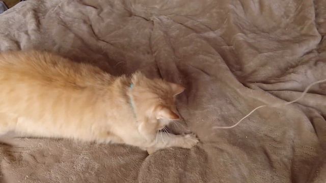 Играю с котом Люмусом в замедленной съемке смотреть онлайн