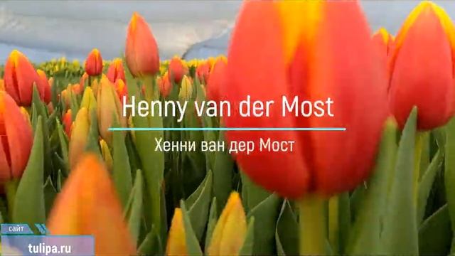 тюльпан Henny van der Most. Обзор 2021 год #Shorts смотреть онлайн