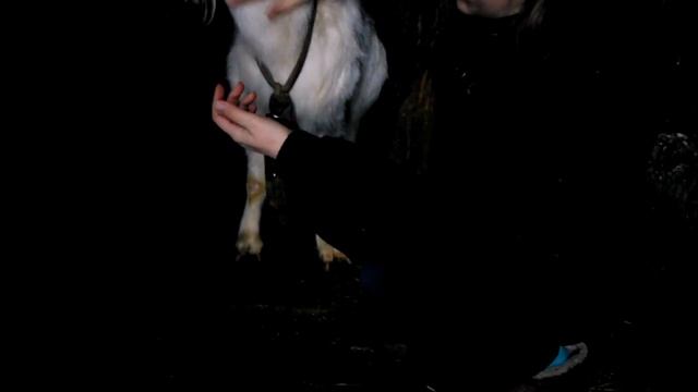 Как доить козу.