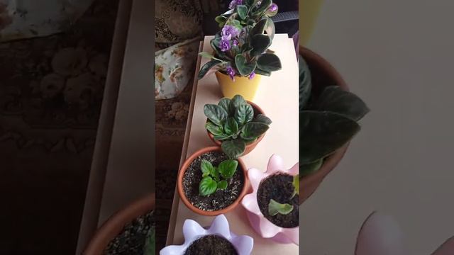 Развожу сорт Фиалок🌺 смотреть онлайн