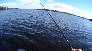 Miuras Mouse Mini и Strike Pro Guppie . Осенняя рыбалка на крупный силикон.