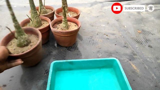 Pseudobombax Ellipticum | Best Soil Mix | Repoting #pseudobombax #best_soil_mix #repoting смотреть онлайн