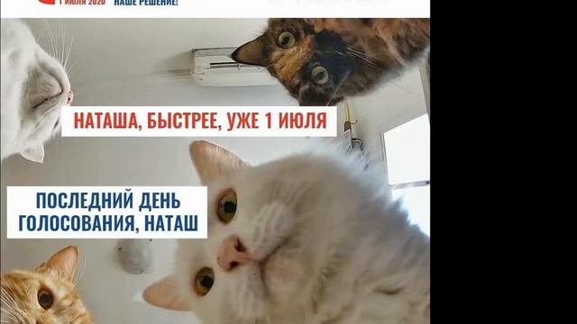 Лютые мемы с котами. ЕСЛИ БЫ МЫ СЛЫШАЛИ КОТОВ. смешные мемы смотреть онлайн