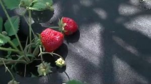 Клубника , сорт "Виктория". Родом из советских времён.