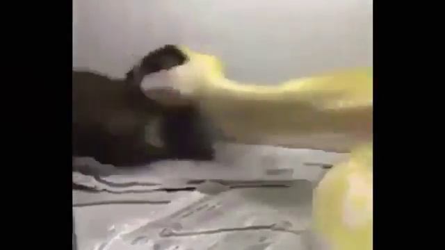 That's how the real python is смотреть онлайн