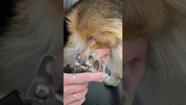 Как правильно стричь когти собаке смотреть онлайн
