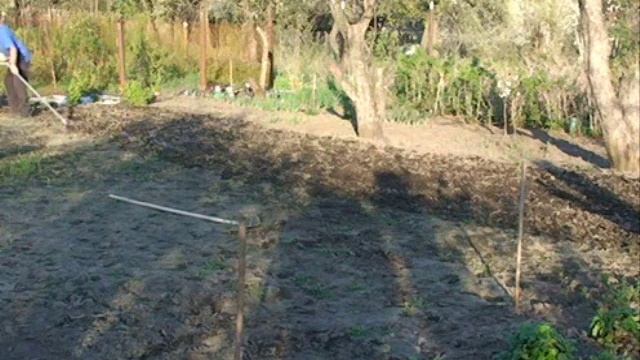 Борьба с сорняками. Весенний надрез почвы плоскорезом Мазнева смотреть онлайн