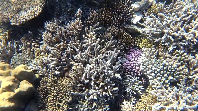 ОТДЫХ ЗИМОЙ| Zahabia Hotel Beach Resort 4* ХУРГАДА|  Пляж, кораллы, рыбы