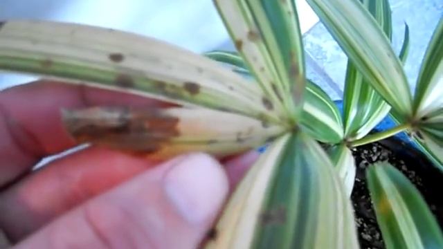 The proper way to water indoor or interior palms & plants смотреть онлайн