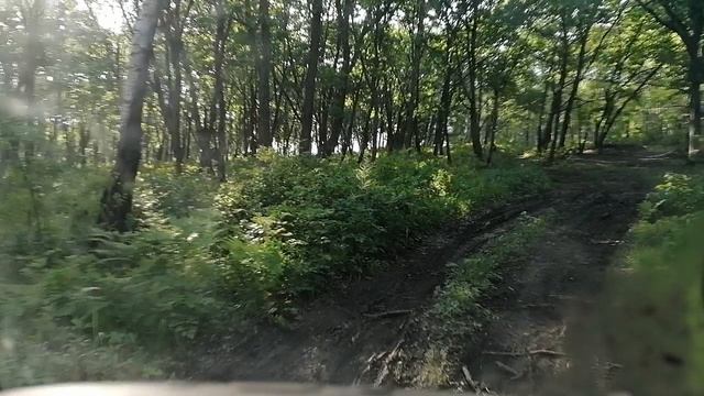 По лесу после дождя смотреть онлайн