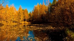Лучшее давление для рыбалки , какое нормальное давление для рыбалки
