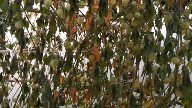 Физалис Перуанский в ноябрьском Подмосковье смотреть онлайн