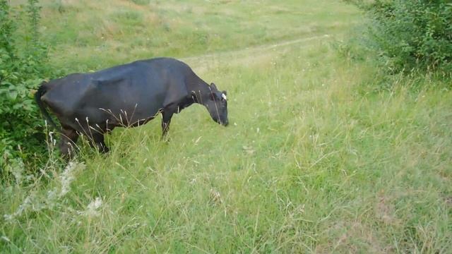 Домашние животные для детей | На ВЕСЕЛОЙ ФЕРМЕ. животные для детей смотреть онлайн