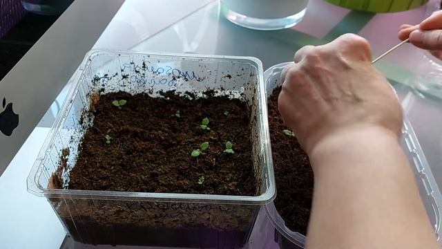 Секретики быстрого роста сеянцев глоксинии. смотреть онлайн