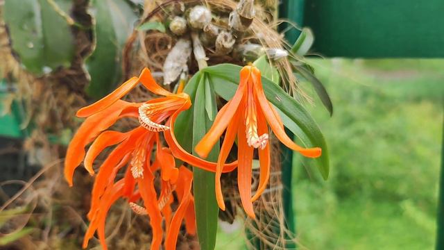 Dendrobium lamyaiae. First blooming. - Первое цветение смотреть онлайн