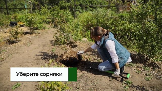 Как пересадить голубику и не остаться без ягод? Пошаговая инструкция смотреть онлайн