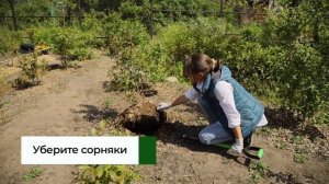 Как пересадить голубику и не остаться без ягод? Пошаговая инструкция