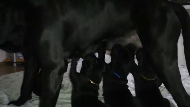 Щенки собаки Кане Корсо 2,5 месяца. #canecorso смотреть онлайн