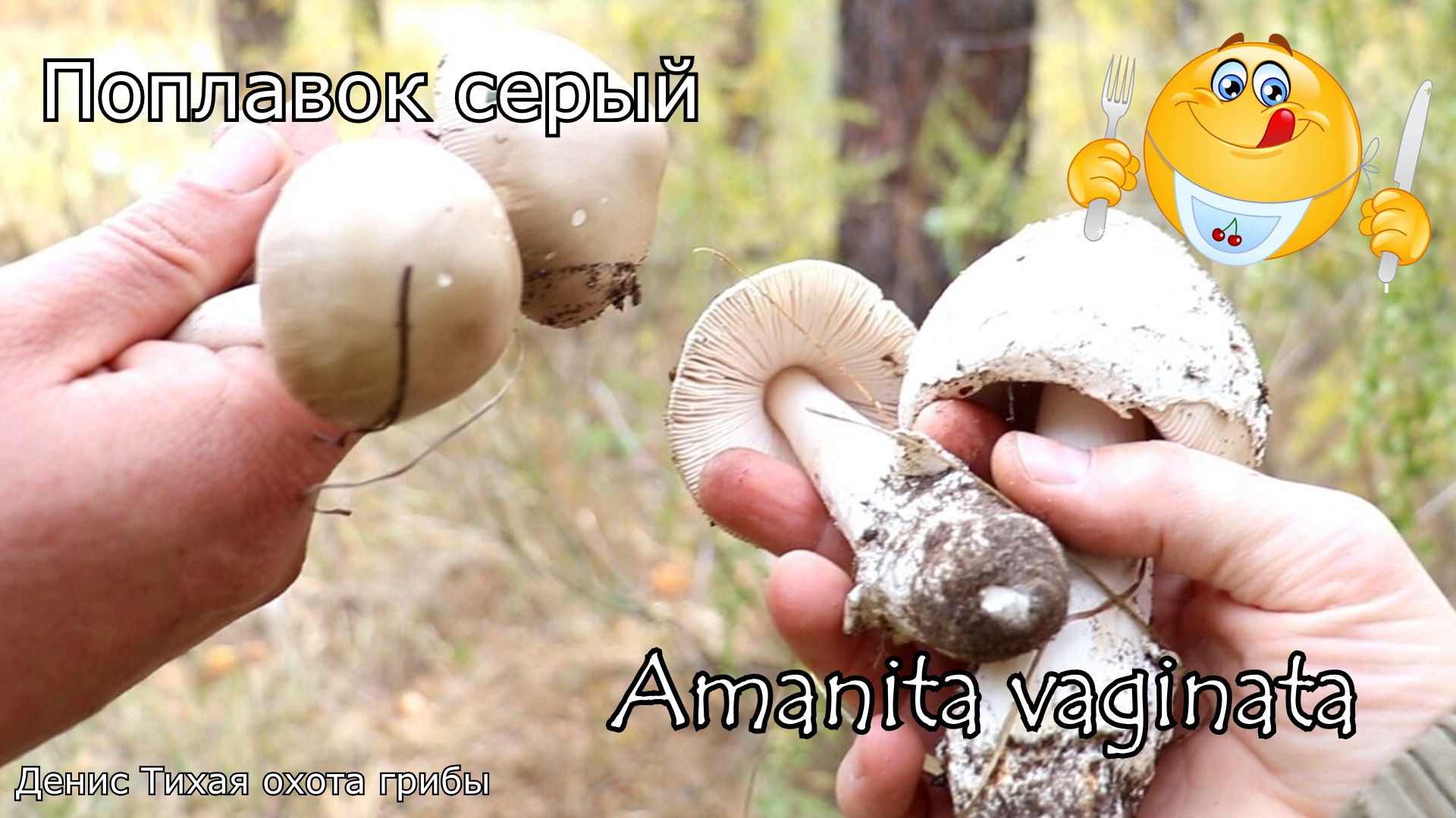 Поплавок серый | Amanita vaginata смотреть онлайн