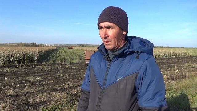 Хуҗалыкларда малларны кышлату өчен азык берәмлеге әзерләү дәвам итә смотреть онлайн