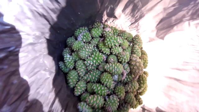 Комедийные Скетчи