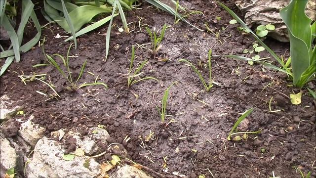 Газания. Посадка рассады. Дизайн участка. смотреть онлайн