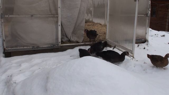 Индоутки, Содержание, Часть-10, Индоутки и снег смотреть онлайн