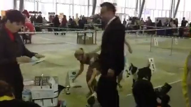 females (junor class)- Speciality show AST in Moscow (judge NIKOLA SMOLIC) смотреть онлайн