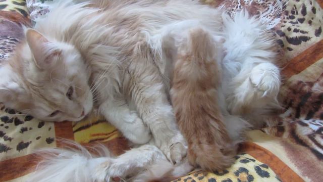 Kitten sucks milk and dancing.Котенок сосет молоко и танцует. смотреть онлайн