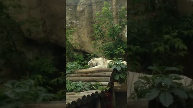 Московский зоопарк , львы , тигры , слоны , обезьяны , Moscow Zoo, lions, tigers, elephants, monkey смотреть онлайн