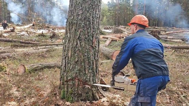 как правильно запилить дерево по направлению смотреть онлайн