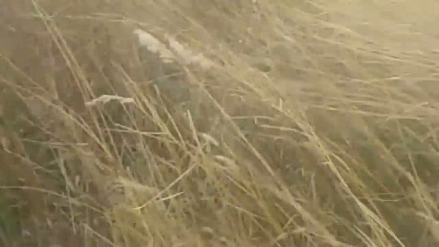 Нашли дохлого барана смотреть онлайн