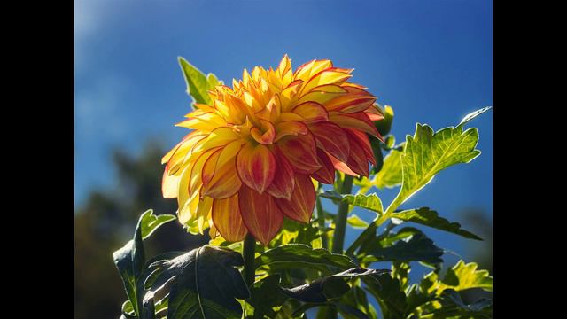 FLORES DE DALIAS EL MEJOR VIDEO DEL MUNDO DJ KIKITO смотреть онлайн