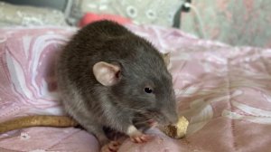 Неприятный запах от клетки крыс ?