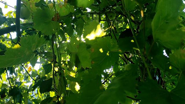 Вот почему мы летаем во сне. Настоящее значение сновидения смотреть онлайн