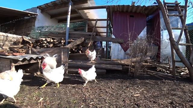 ПОЧИСТИЛА МОРОЗНИКИ?? ЭТО БОНЯ ВИНОВАТА? ...МИКЕ СДЕЛАЛИ...?