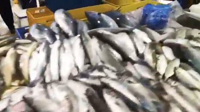 Dubai fish market inside what’s happening смотреть онлайн