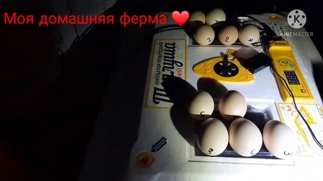 7й день инкубации куриных яиц//Проверка на оплод Виандот, Фавероль, Бресс Гальская, Редбро? смотреть онлайн